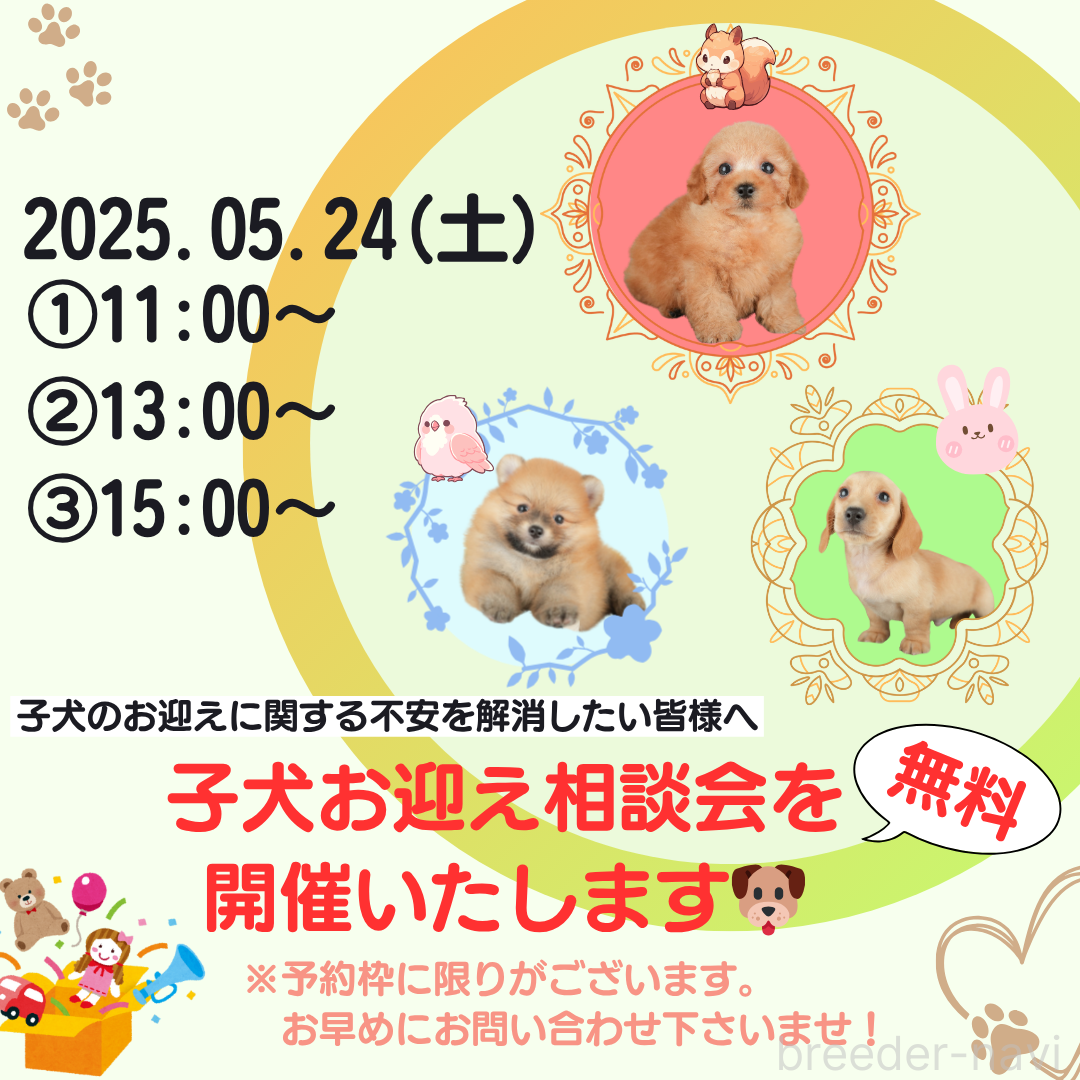 成約済の東京都のマルプー:マルチーズ×トイプードル-380473の2枚目